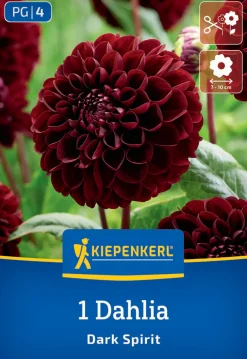 Kiepenkerl Frühjahrsblumenzwiebel Pompon-Dahlie Dark Spirit 1 Stück