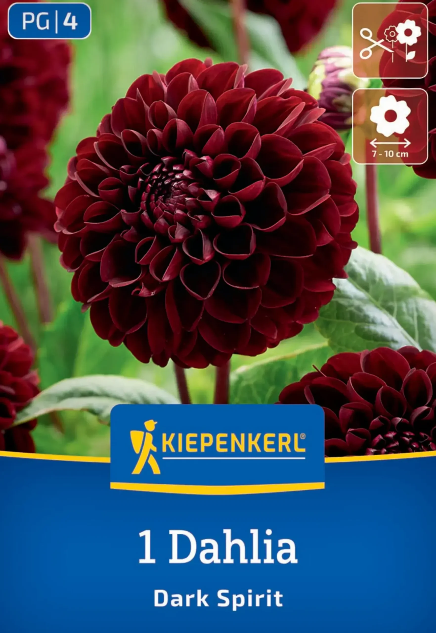 Kiepenkerl Frühjahrsblumenzwiebel Pompon-Dahlie Dark Spirit 1 Stück