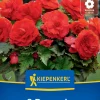 Kiepenkerl Frühjahrsblumenzwiebel Knollenbegonie Rot 2 Stück