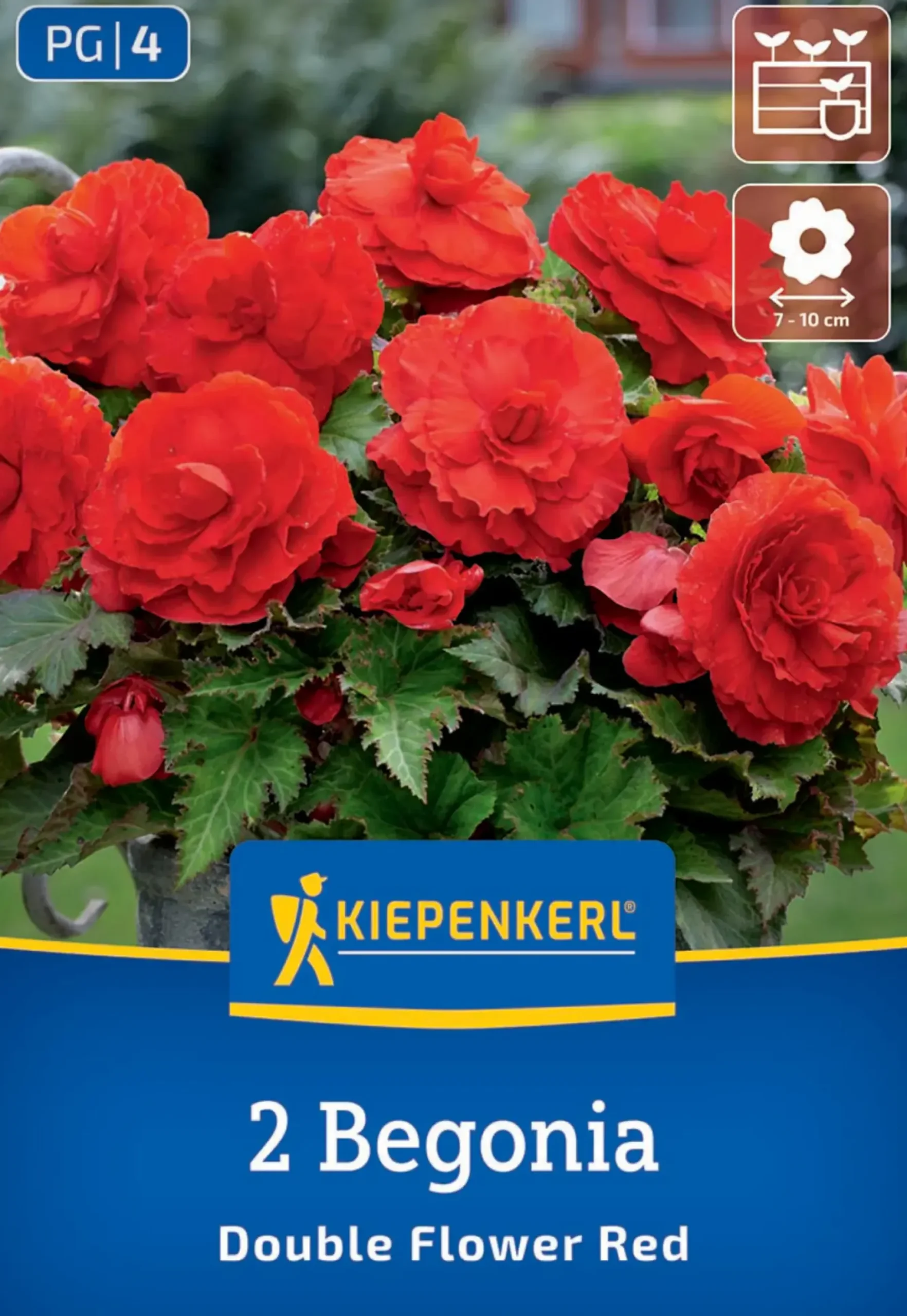 Kiepenkerl Frühjahrsblumenzwiebel Knollenbegonie Rot 2 Stück