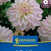 Kiepenkerl Frühjahrsblumenzwiebel Beet- & Kübel-Dahlie Wittem 1 Stück
