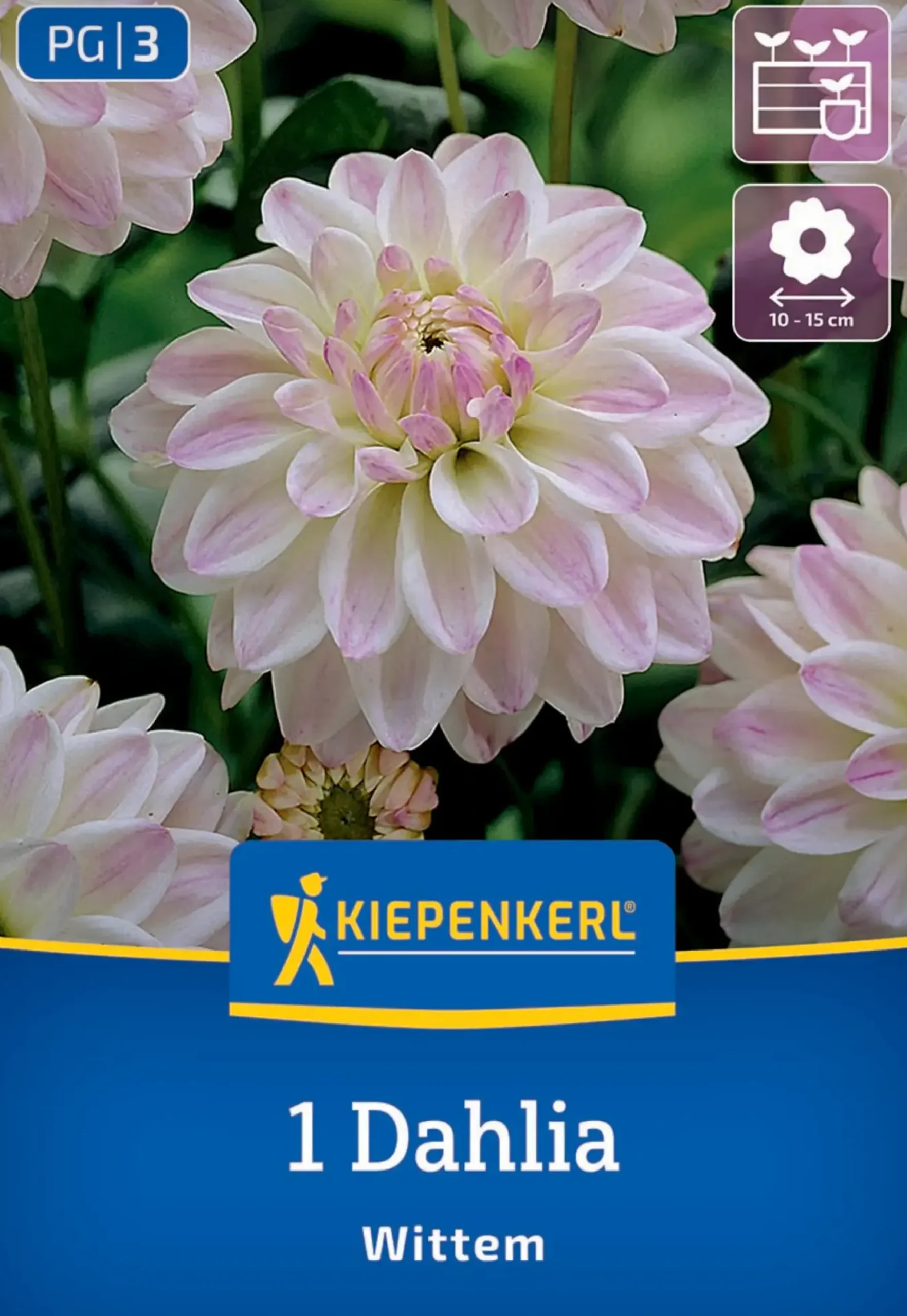 Kiepenkerl Frühjahrsblumenzwiebel Beet- & Kübel-Dahlie Wittem 1 Stück