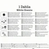Kiepenkerl Frühjahrsblumenzwiebel Seerosen-Dahlie White Onesta 1 Stück