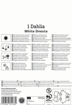 Kiepenkerl Frühjahrsblumenzwiebel Seerosen-Dahlie White Onesta 1 Stück