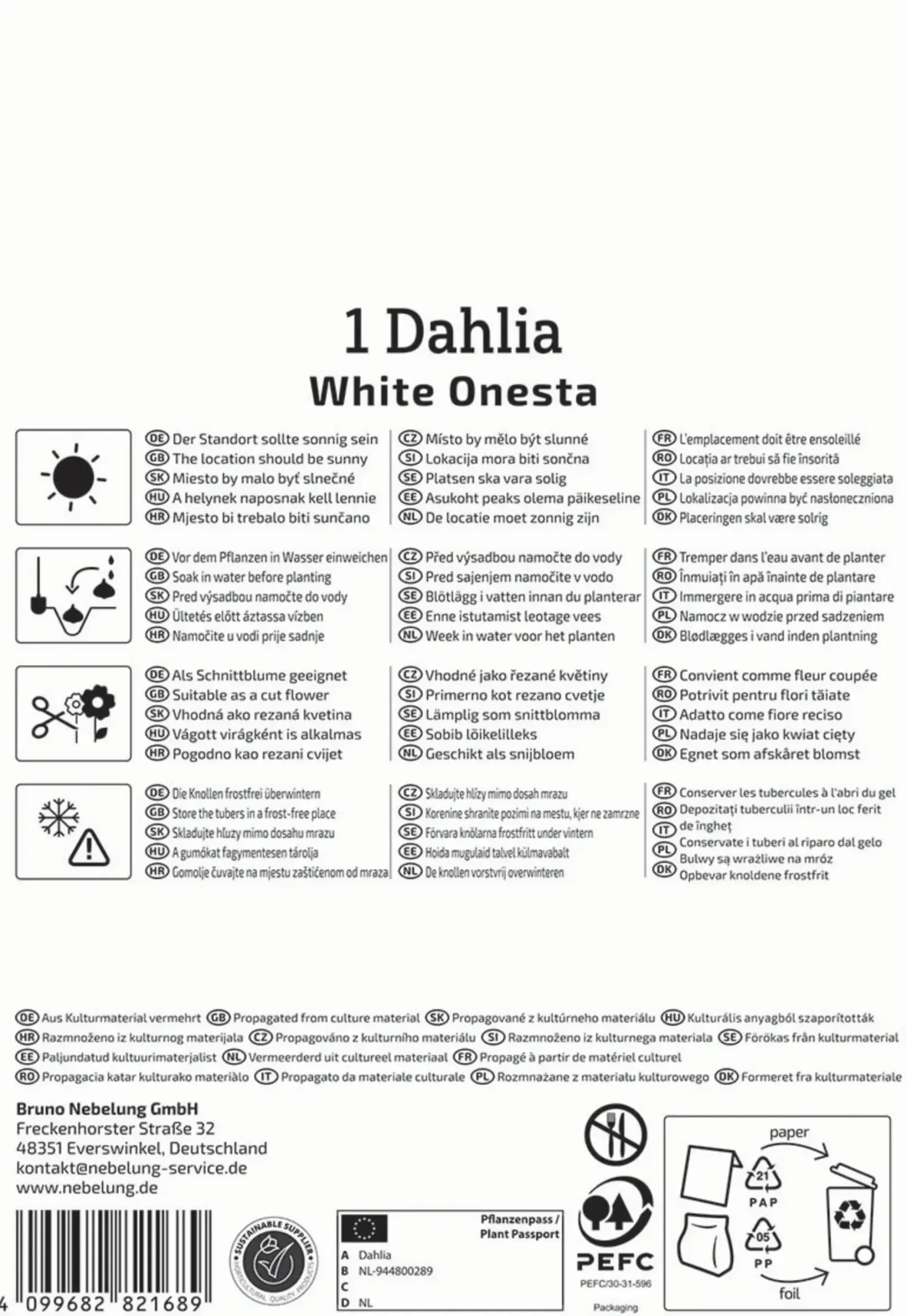 Kiepenkerl Frühjahrsblumenzwiebel Seerosen-Dahlie White Onesta 1 Stück