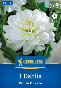 Kiepenkerl Frühjahrsblumenzwiebel Seerosen-Dahlie White Onesta 1 Stück
