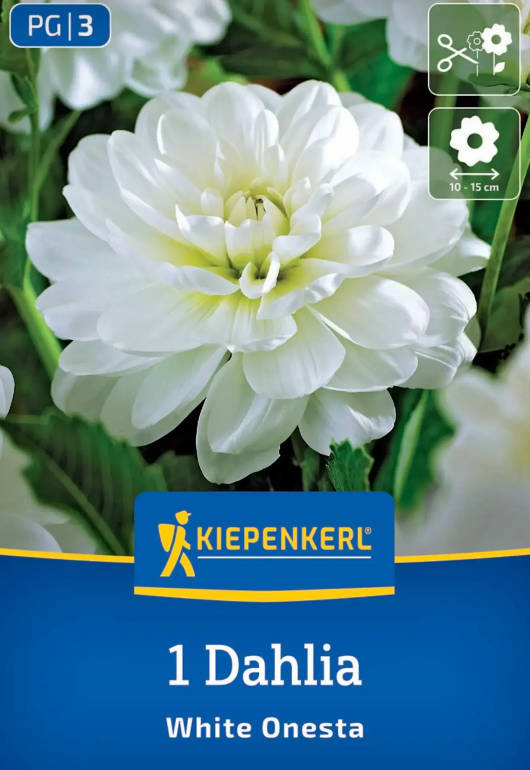 Kiepenkerl Frühjahrsblumenzwiebel Seerosen-Dahlie White Onesta 1 Stück