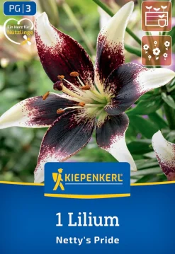 Kiepenkerl Frühjahrsblumenzwiebel Asiatische Lilie Netty's Pride 1 Stück
