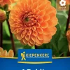 Kiepenkerl Frühjahrsblumenzwiebel Ball-Dahlie Maarn 1 Stück