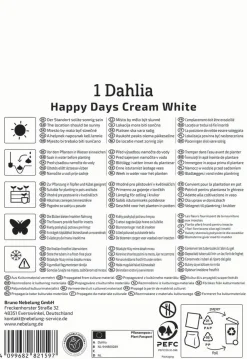Kiepenkerl Frühjahrsblumenzwiebel Dunkellaubige Beetdahlie Happy Days Creamwhite 1 Stück