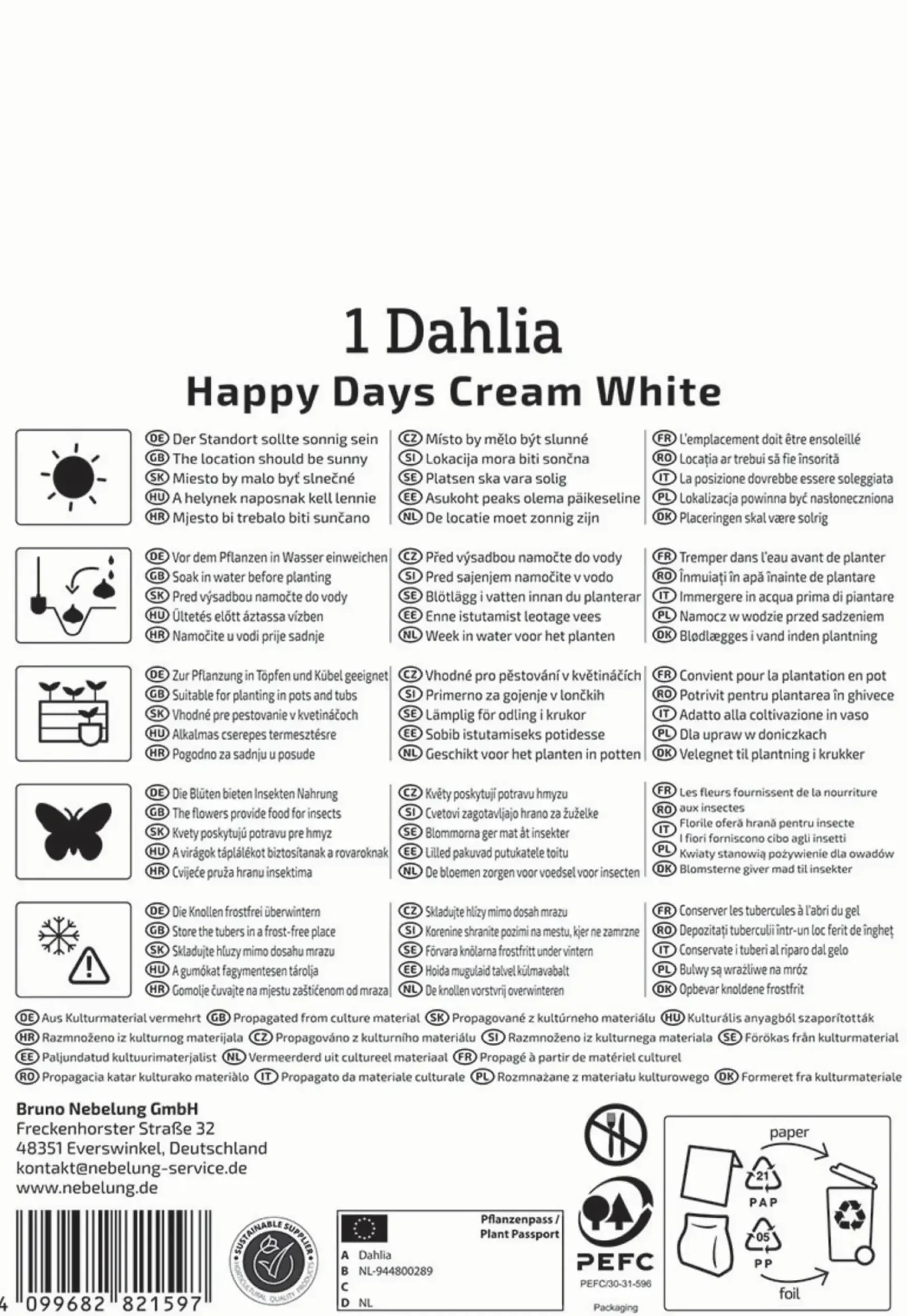 Kiepenkerl Frühjahrsblumenzwiebel Dunkellaubige Beetdahlie Happy Days Creamwhite 1 Stück