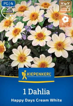 Kiepenkerl Frühjahrsblumenzwiebel Dunkellaubige Beetdahlie Happy Days Creamwhite 1 Stück