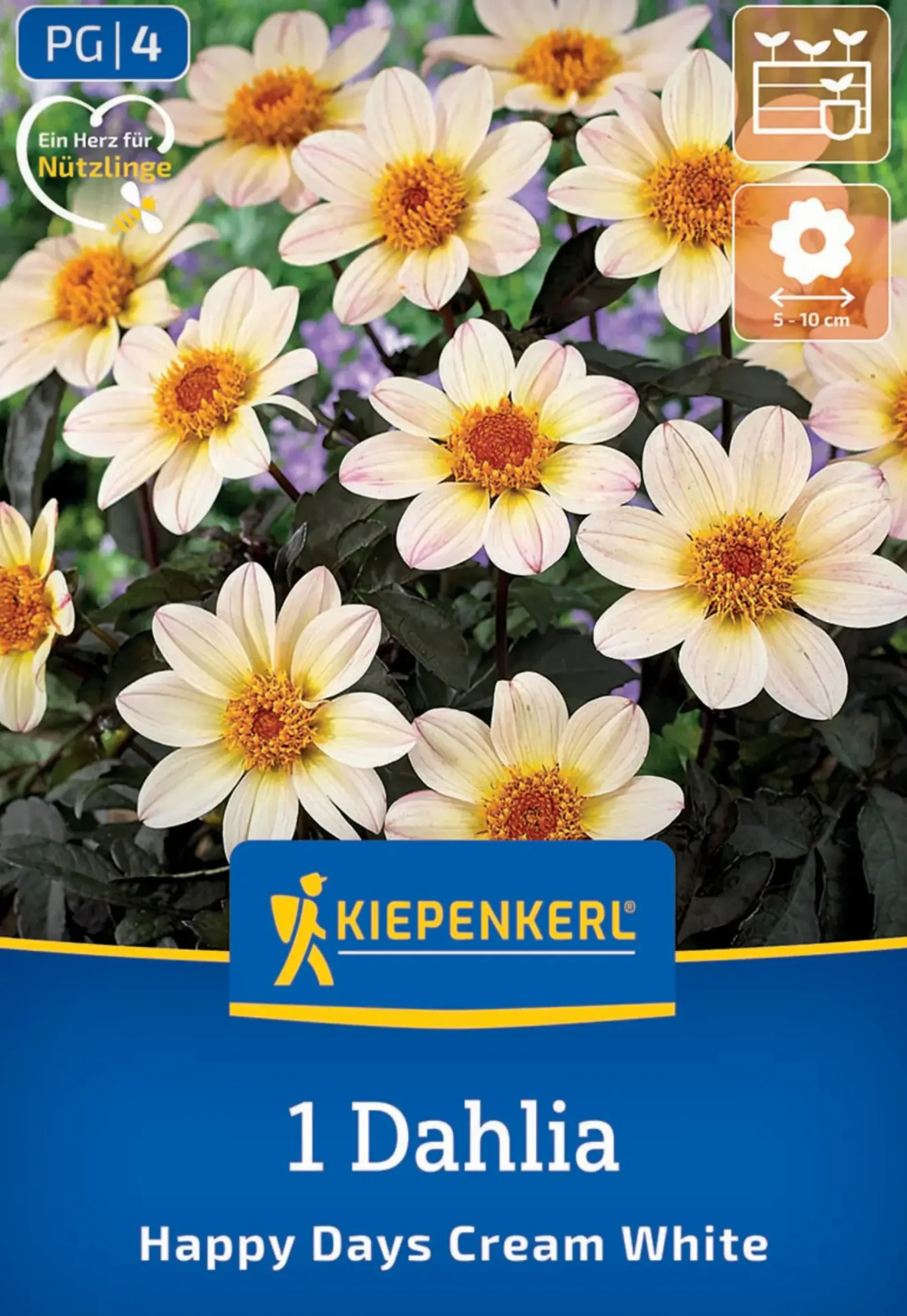 Kiepenkerl Frühjahrsblumenzwiebel Dunkellaubige Beetdahlie Happy Days Creamwhite 1 Stück