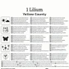 Kiepenkerl Frühjahrsblumenzwiebel Asiatische Lilie Yellow County 1 Stück