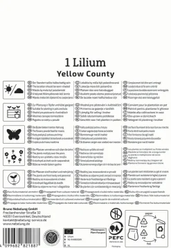 Kiepenkerl Frühjahrsblumenzwiebel Asiatische Lilie Yellow County 1 Stück