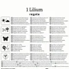 Kiepenkerl Frühjahrsblumenzwiebel Trompeten-Lilie Lilium Regale 1 Stück