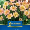 Kiepenkerl Frühjahrsblumenzwiebel Beet- & Topf-Dahlie Topmix Apricot 1 Stück