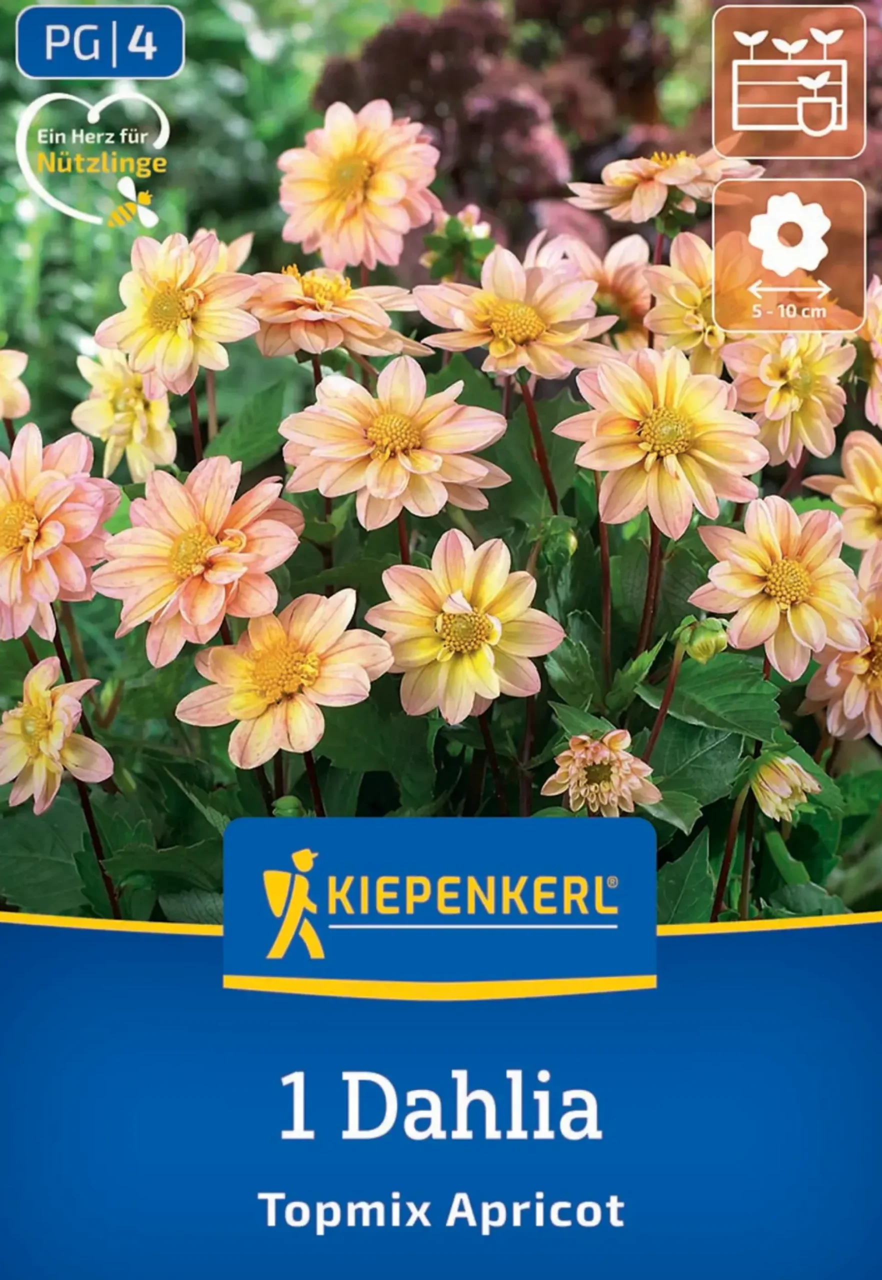 Kiepenkerl Frühjahrsblumenzwiebel Beet- & Topf-Dahlie Topmix Apricot 1 Stück