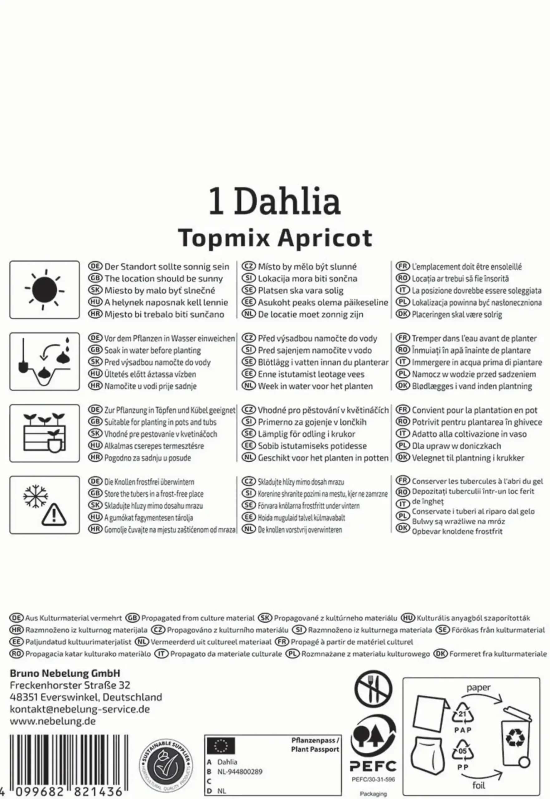 Kiepenkerl Frühjahrsblumenzwiebel Beet- & Topf-Dahlie Topmix Apricot 1 Stück