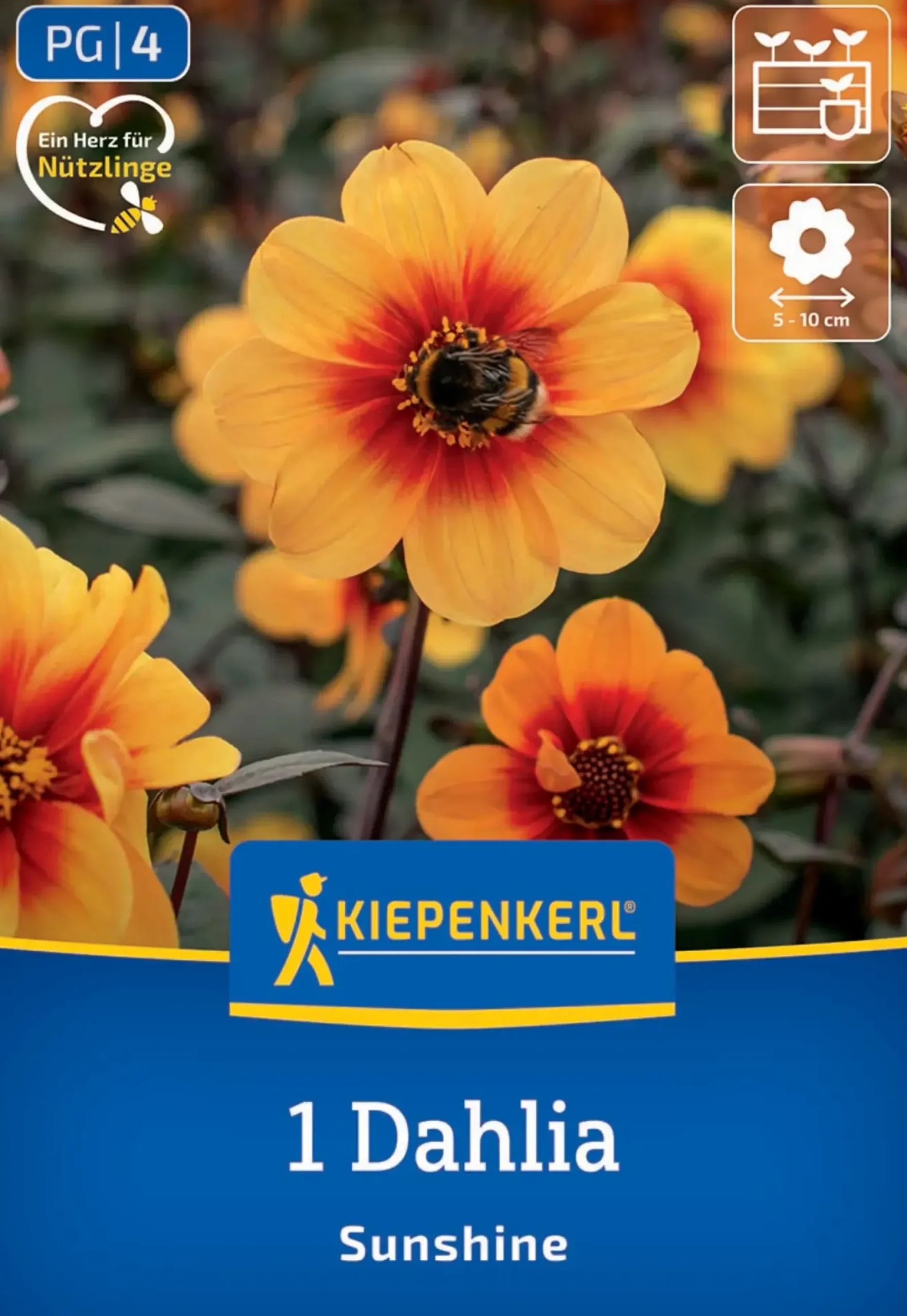 Kiepenkerl Frühjahrsblumenzwiebel Dunkellaubige Beet-Dahlie Sunshine 1 Stück