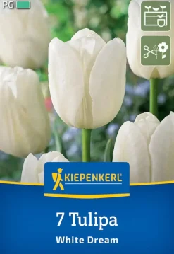 Kiepenkerl Herbstblumenzwiebel Triumph-Tulpe White Dream 7 Stück