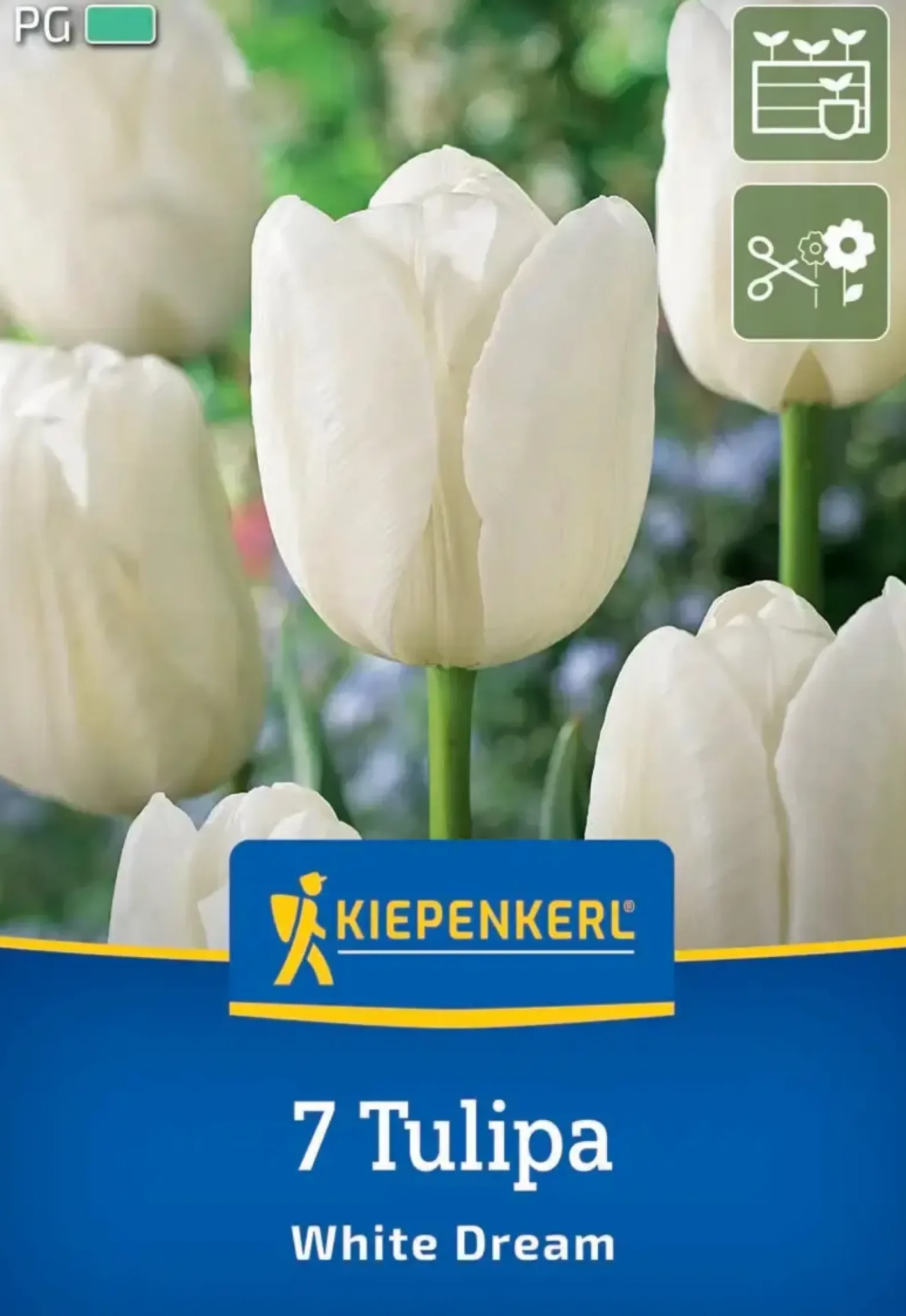 Kiepenkerl Herbstblumenzwiebel Triumph-Tulpe White Dream 7 Stück