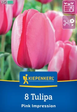 Kiepenkerl Herbstblumenzwiebel Darwin-Hybrid-Tulpe Pink Impression 8 Pflanzen