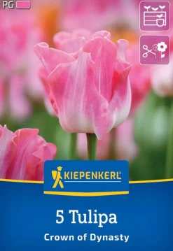 Kiepenkerl Herbstblumenzwiebel Kronentulpe Crown of Dynasty 5 Stück