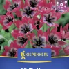 Kiepenkerl Herbstblumenzwiebel Wildtulpe Little Beauty 12 Stück