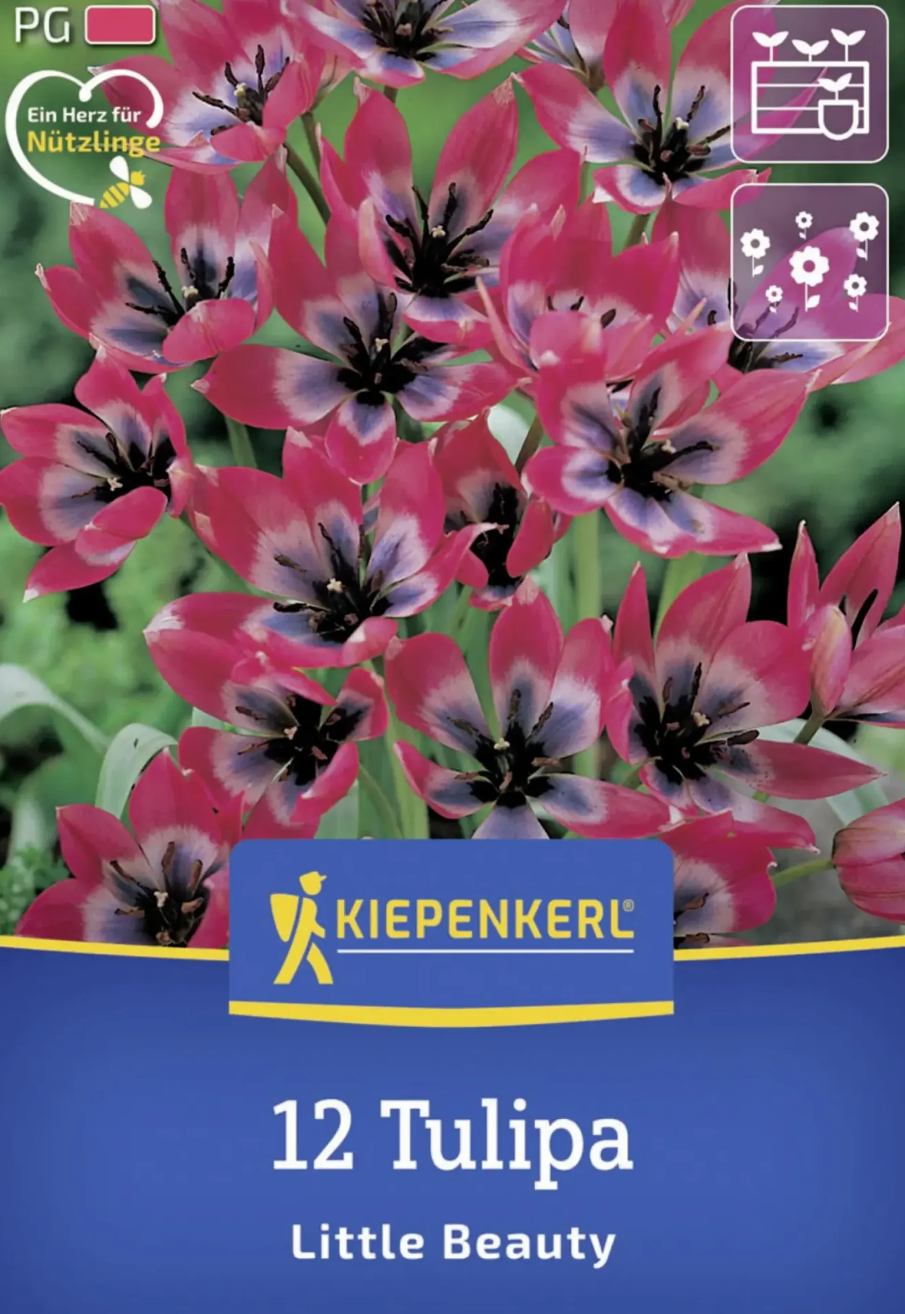 Kiepenkerl Herbstblumenzwiebel Wildtulpe Little Beauty 12 Stück