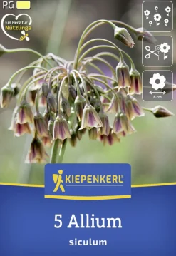 Kiepenkerl Herbstblumenzwiebel Sizilianischer Honiglauch 5 Stück