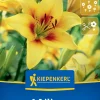 Kiepenkerl Herbstblumenzwiebel Asiatische Lilie Grand Cru 1 Stück