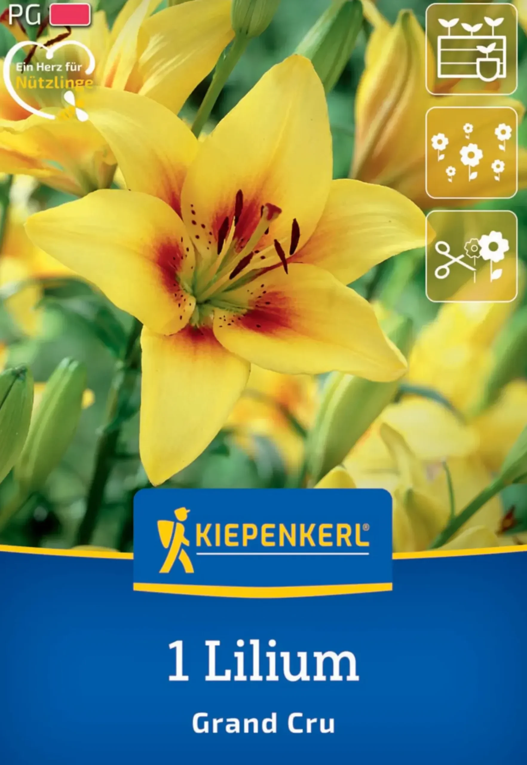 Kiepenkerl Herbstblumenzwiebel Asiatische Lilie Grand Cru 1 Stück