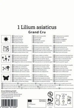 Kiepenkerl Herbstblumenzwiebel Asiatische Lilie Grand Cru 1 Stück
