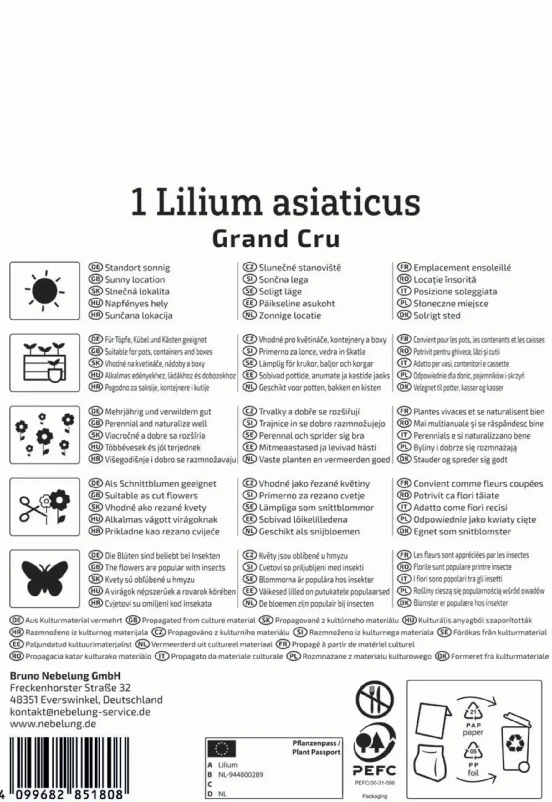 Kiepenkerl Herbstblumenzwiebel Asiatische Lilie Grand Cru 1 Stück