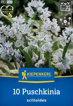 Kiepenkerl Herbstblumenzwiebel Puschkinie 10 Pflanzen