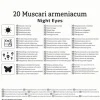 Kiepenkerl Herbstblumenzwiebel Traubenhyazinthe Night Eyes 20 Stück