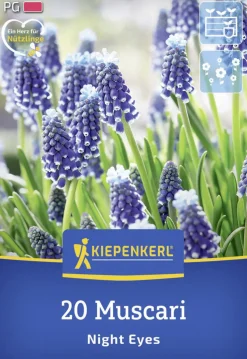 Kiepenkerl Herbstblumenzwiebel Traubenhyazinthe Night Eyes 20 Stück
