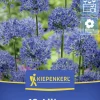 Kiepenkerl Herbstblumenzwiebel Zierlauch Allium caeruleum 12 Stück