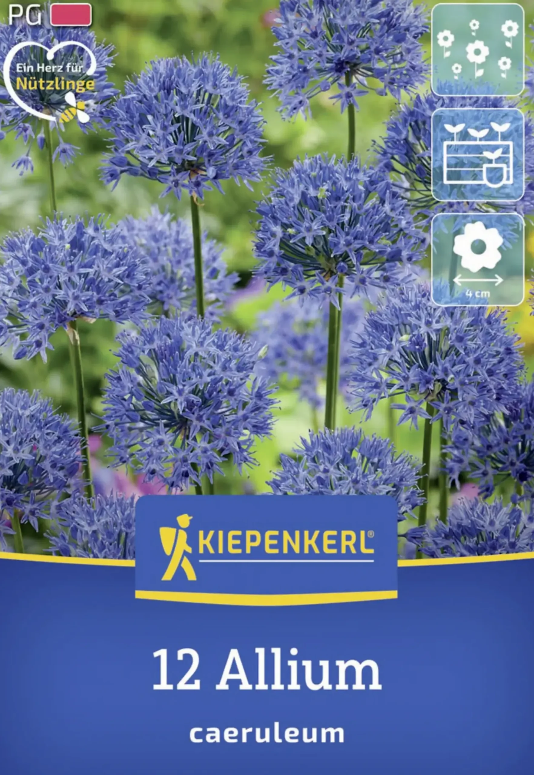Kiepenkerl Herbstblumenzwiebel Zierlauch Allium caeruleum 12 Stück