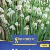 Kiepenkerl Herbstblumenzwiebel Sommerknotenblume 5 Stück