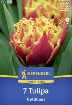Kiepenkerl Herbstblumenzwiebel Profi-Line Tulpe Golddust 7 Stück