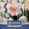 Kiepenkerl Herbstblumenzwiebel Profi-Line Gefüllte Narzisse Replete 5 Stück