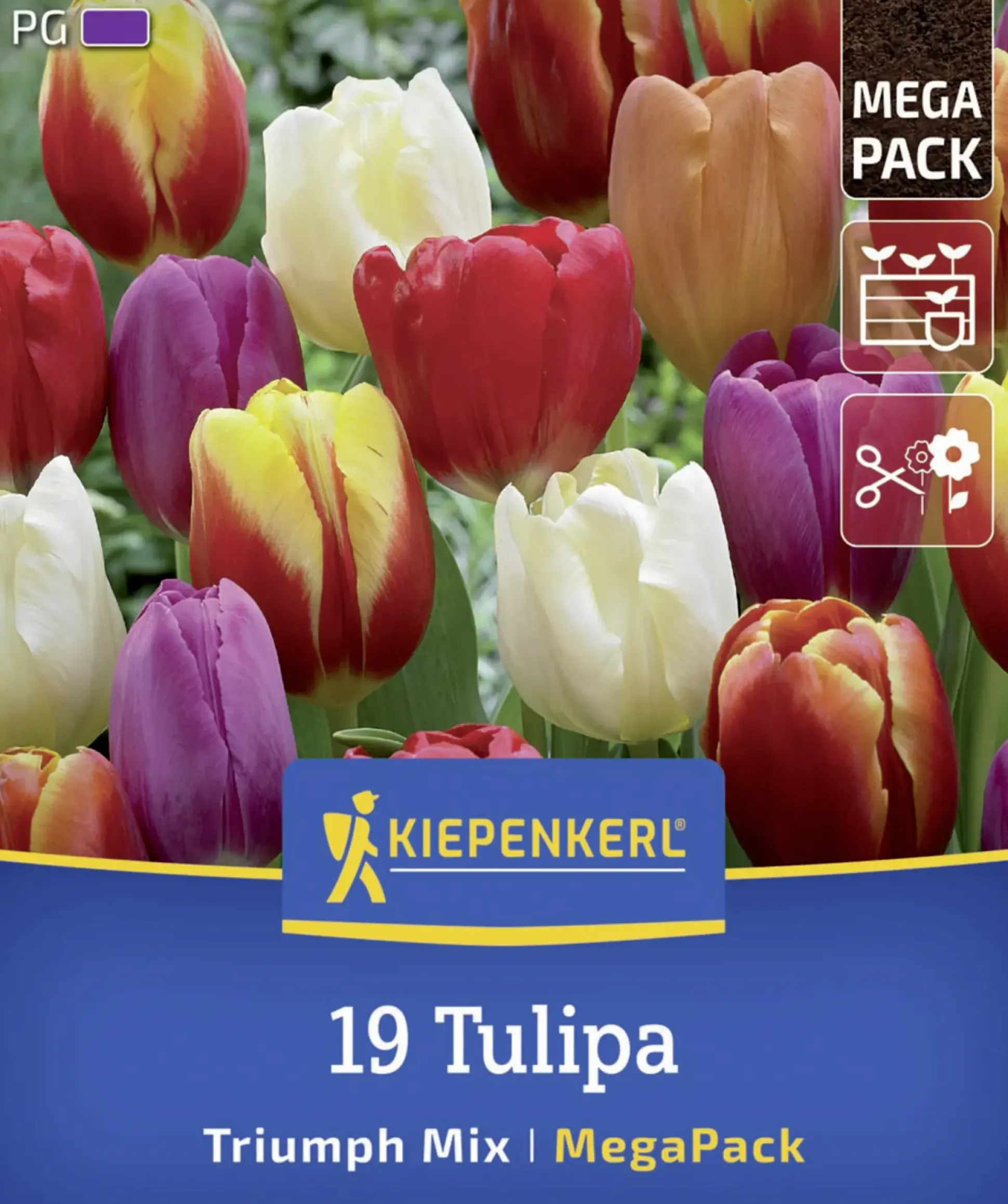 Kiepenkerl Herbstblumenzwiebelmischung Mega-Pack Triumph-Tulpen 19 Stück