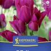 Kiepenkerl Herbstblumenzwiebel Mehrblütige Tulpe Night Club 7 Stück