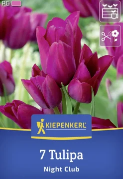 Kiepenkerl Herbstblumenzwiebel Mehrblütige Tulpe Night Club 7 Stück