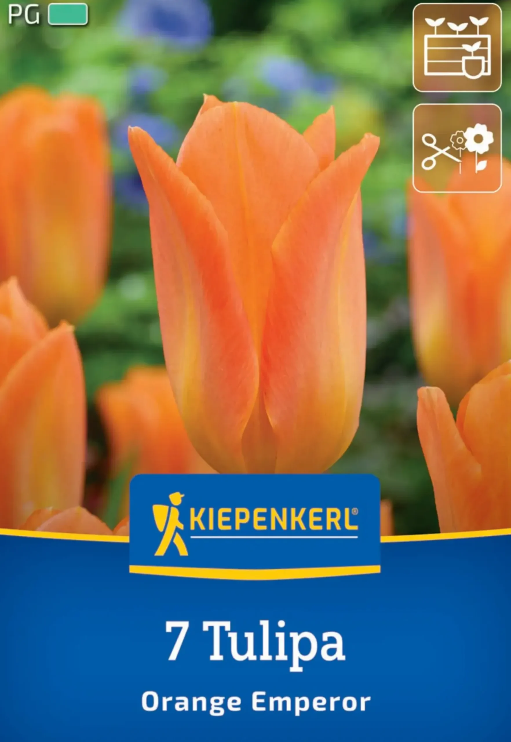 Kiepenkerl Herbstblumenzwiebel Fosteriana-Tulpe Orange Emperor 7 Pflanze