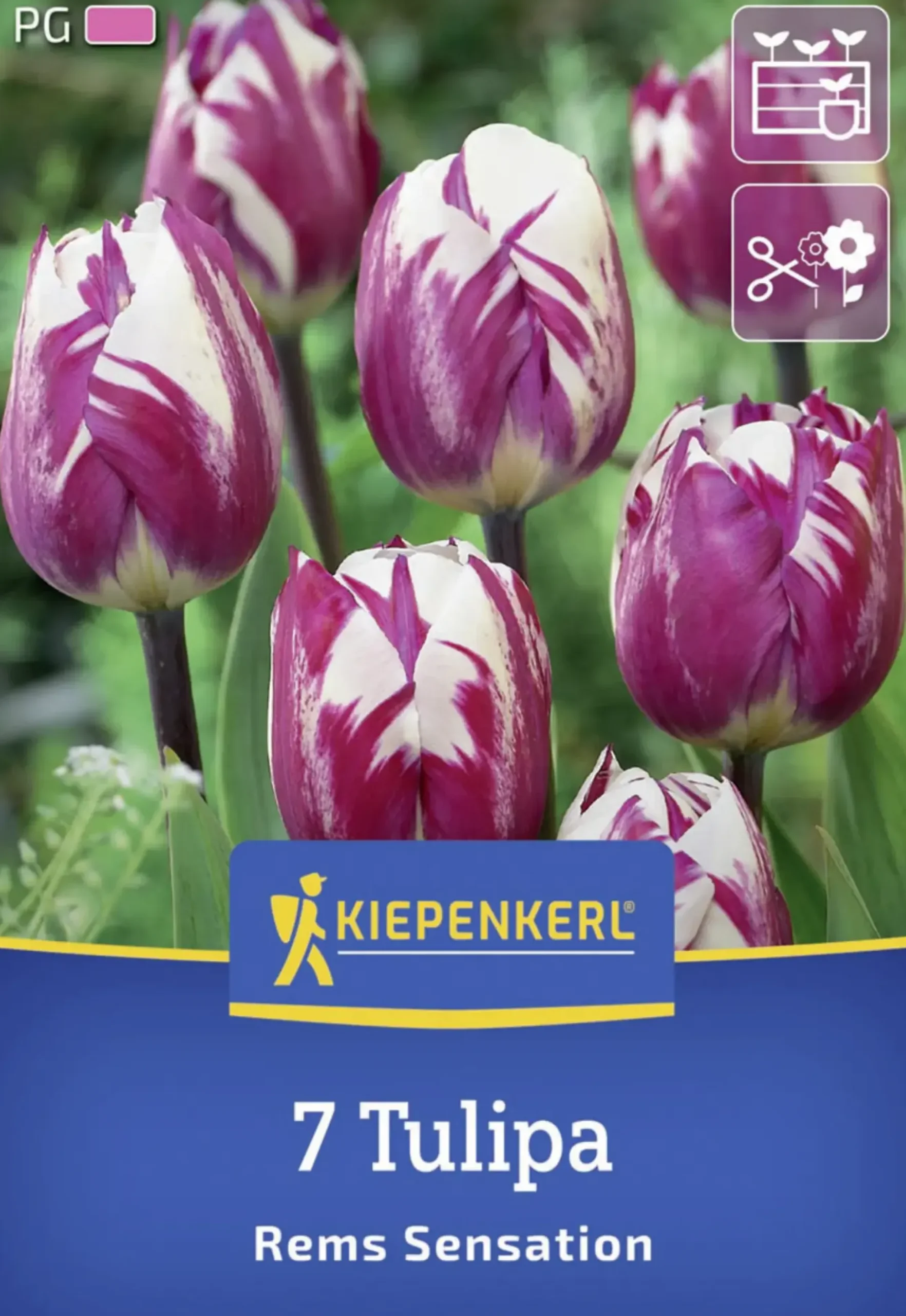 Kiepenkerl Herbstblumenzwiebel Triumph-Tulpe Rems Sensation 7 Stück