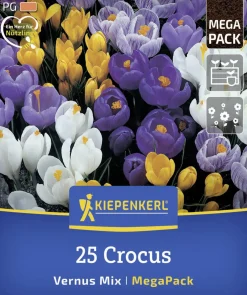 Kiepenkerl Herbstblumenzwiebel Mega-Pack Gartenkrokuse 25 Stück