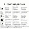 Kiepenkerl Herbstblumenzwiebel Hyazinthe Blue Jacket 3 Stück
